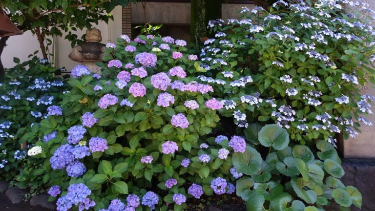 紫陽花、繡球花